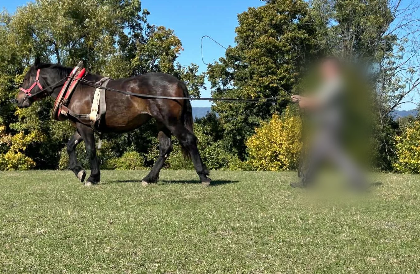 Mladá tmavá kobyla v chomúte kráča po lúke na dlhých opratách
