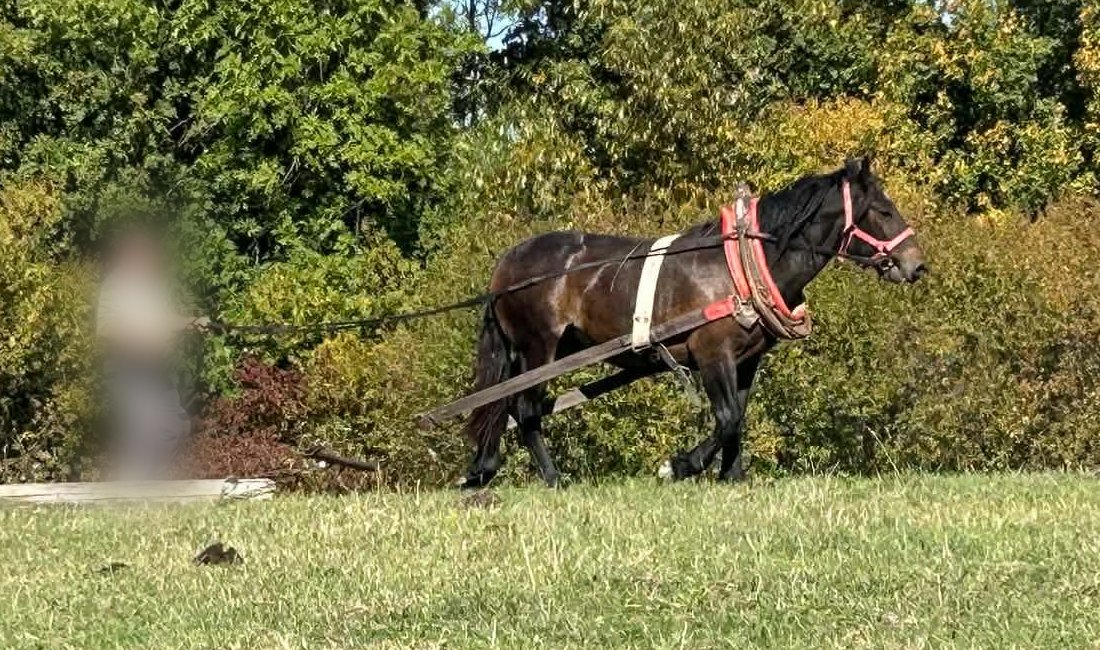 Mladá kobyla v chomúte na lúke, pred ňou leží kus dreva